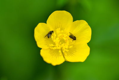 Close-up of insect on yellow flower