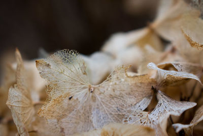 Close-up of dry flowers