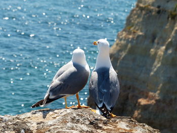 Seagulls perching on rock