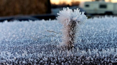 Close-up of frozen plants during winter