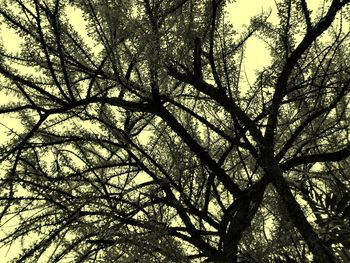 Low angle view of silhouette tree against sky