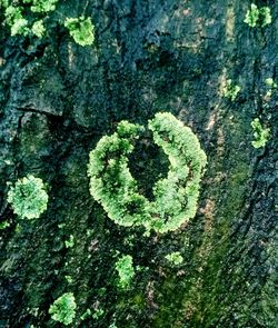 Close-up of moss growing on tree trunk