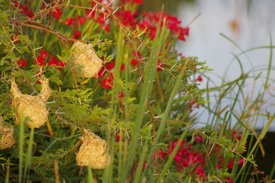 Close-up of red flowers