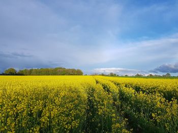 Scenic view of oilseed rape field against sky