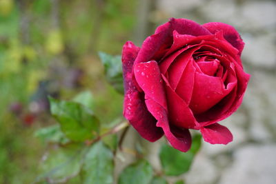 Close-up of wet red rose blooming outdoors