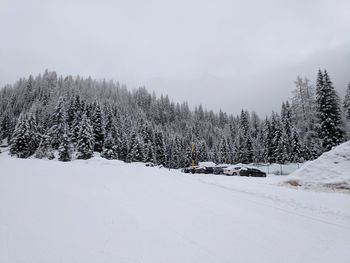 Pine trees on snow covered land against sky