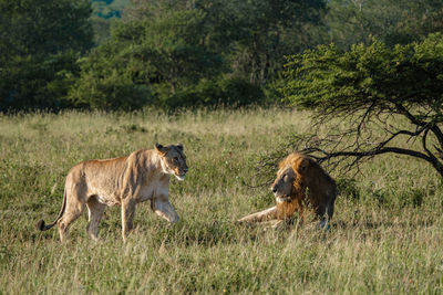 Lioness running on field