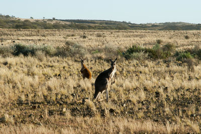 View of a horse on field