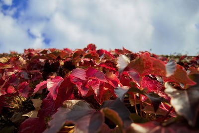 Close-up of red flower against sky