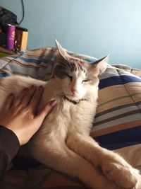 Cat relaxing on bed at home