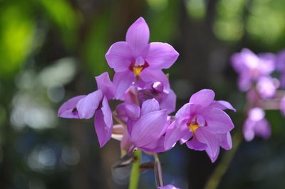 Close-up of pink flowers growing outdoors