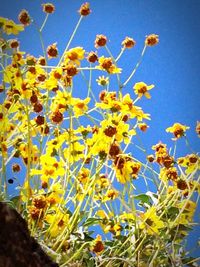 Low angle view of flowers growing in field