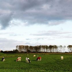 Flock of sheep grazing in field