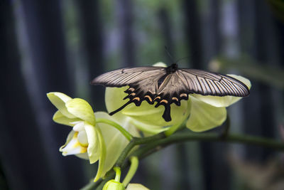 Close-up of butterfly pollinating on flower