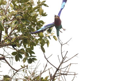 Low angle view of bird perching on tree against clear sky