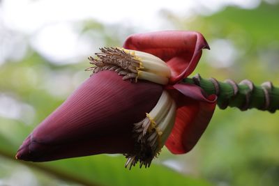 Close-up of plant