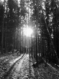 Trees in forest