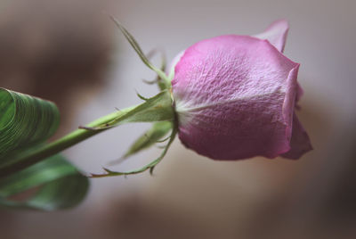 Close-up of pink rose flower