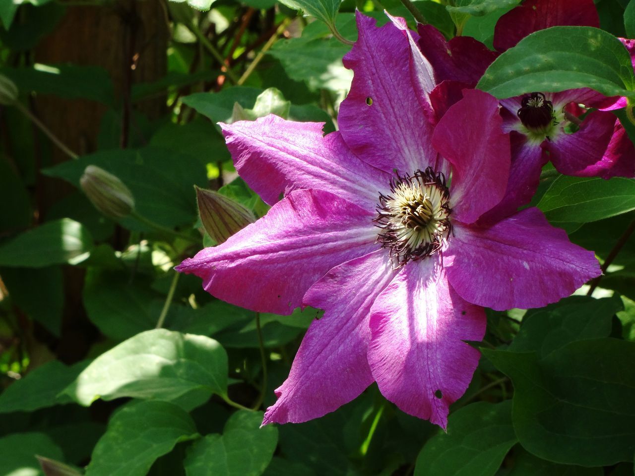 CLOSE-UP OF PINK AND PURPLE FLOWERING PLANT