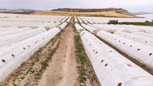 Scenic view of agricultural field against sky