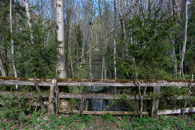View of bamboo trees in forest