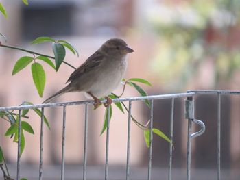 Bird perching on a fence