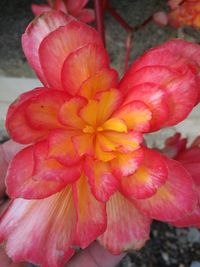 Close-up of pink flowers