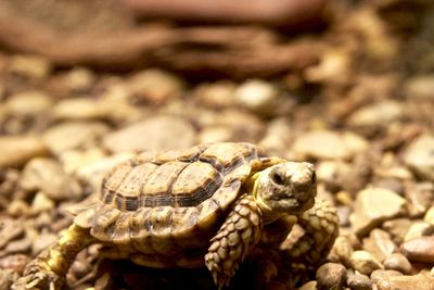 Close-up of turtle walking