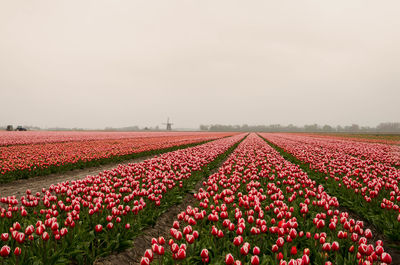 Red tulips in field against sky