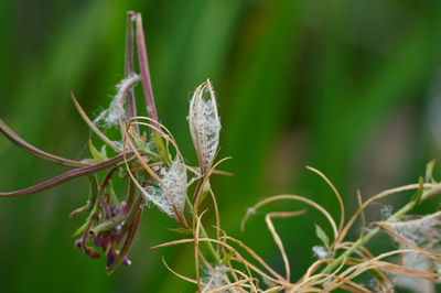 Close-up of flowering plant