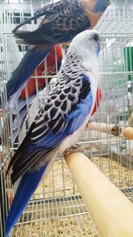 Close-up of bird perching in cage