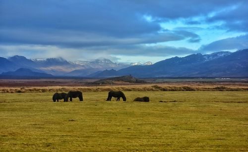 Icelandic horses in autumn fields in iceland in grundarfjordur fjord