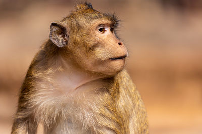 Macaque monkey in angkor complex, cambodia