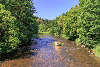 Scenic view of river amidst trees in forest against sky