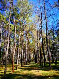 Trees in grass against sky