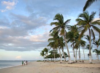 Palm trees on beach against sky