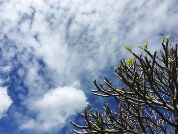 High section of tree against sky