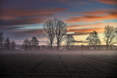 Bare trees on field against sky during sunset