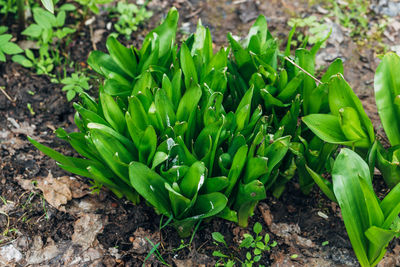 plant