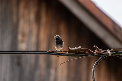 Close-up of bird perching on metal railing