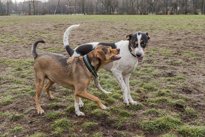 Dog on field