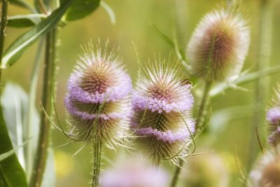 Close-up of dandelion