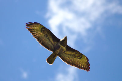 Low angle view of eagle flying against sky