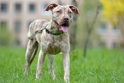 Portrait of dog on field