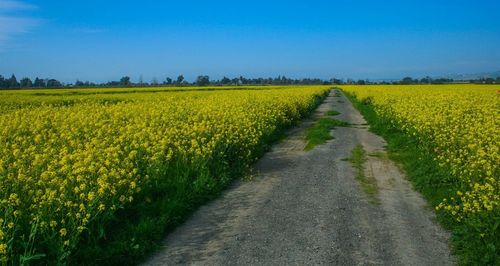 Footpath amidst mustard field