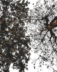 Low angle view of tree against sky
