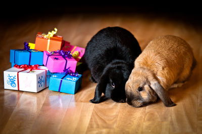 Rabbits with colorful gift boxes on hardwood floor at home