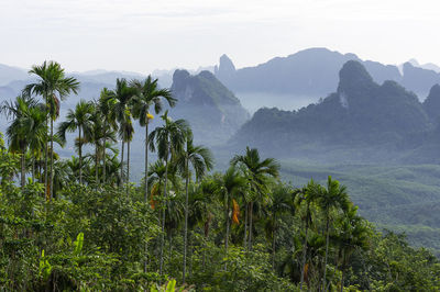 Landscape of mountains covered with fog and green trees at morning time khao thalu chompon.