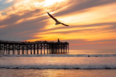 Silhouette bird flying over sea against orange sky