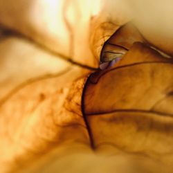 Macro shot of dry leaf